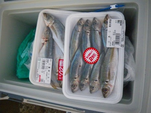 最高のヤエン釣り 死にアジ すべての魚の画像