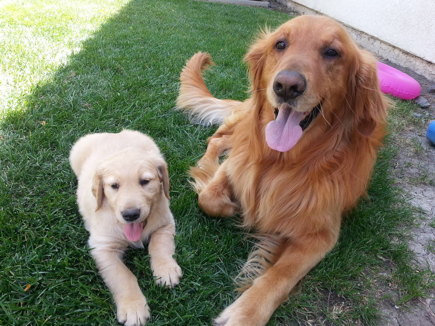 Find golden retriever puppies and breeders in your area and helpful golden retriever information. Golden Retrievers