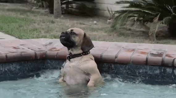 Dog Chilling In A Hot Tub Is Ridiculously Content