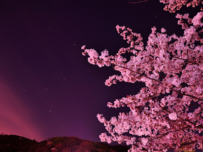 √70以上 壁紙 pc 桜 313856