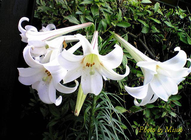 美しい花の画像 75 タカサゴユリ 花 言葉