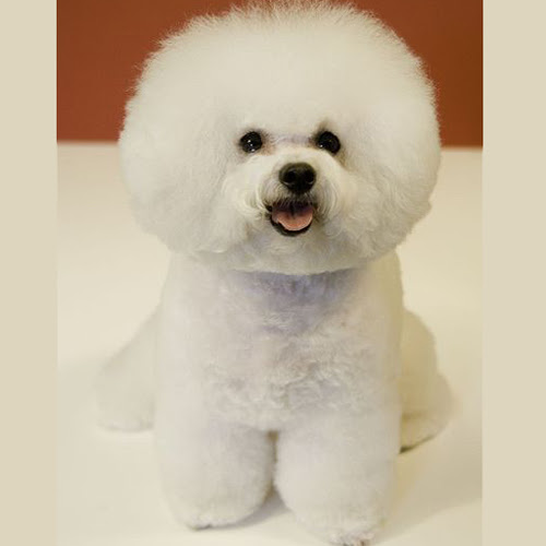 これまでで最高の白い ふわふわ 犬 名前 最高の花の画像