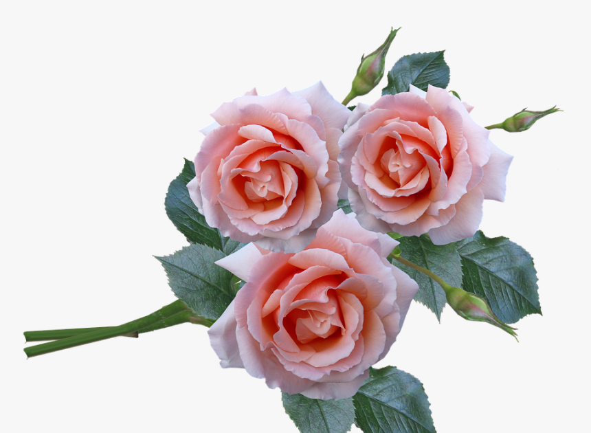 Paling Populer 17 Bunga Mawar Png Gambar Bunga Indah