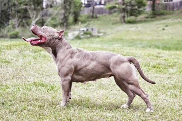 American pit bull terrier mũi đen. Cho Pitbull Chua Tá»ƒ Cá»§a Cac Loai Cho Chá»i Thegioidongvat Co