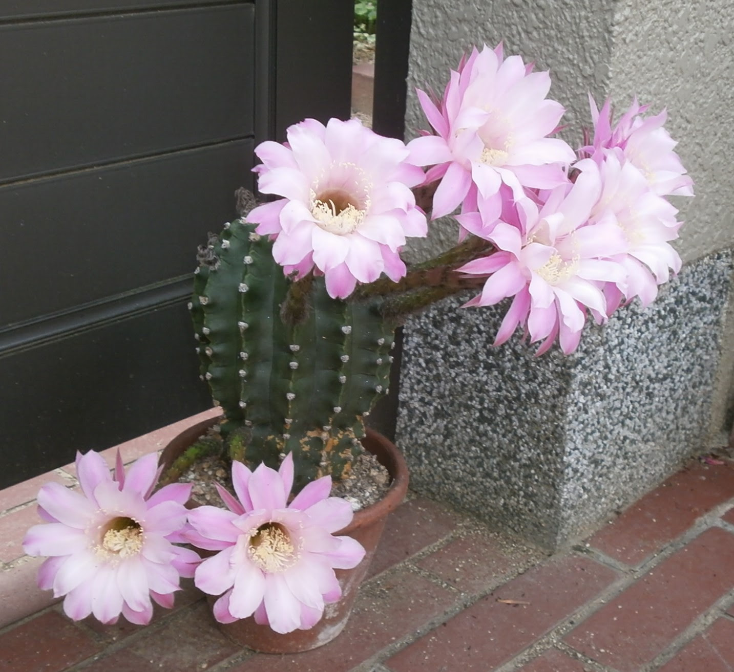 コンプリート 花 サボテン 花 サボテン 種類