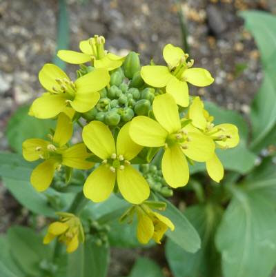 心に強く訴えるチンゲン菜 花 すべての美しい花の画像