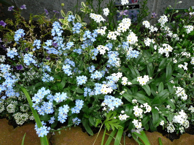 最高かつ最も包括的なこぼれ種 増える 花 最高の花の画像
