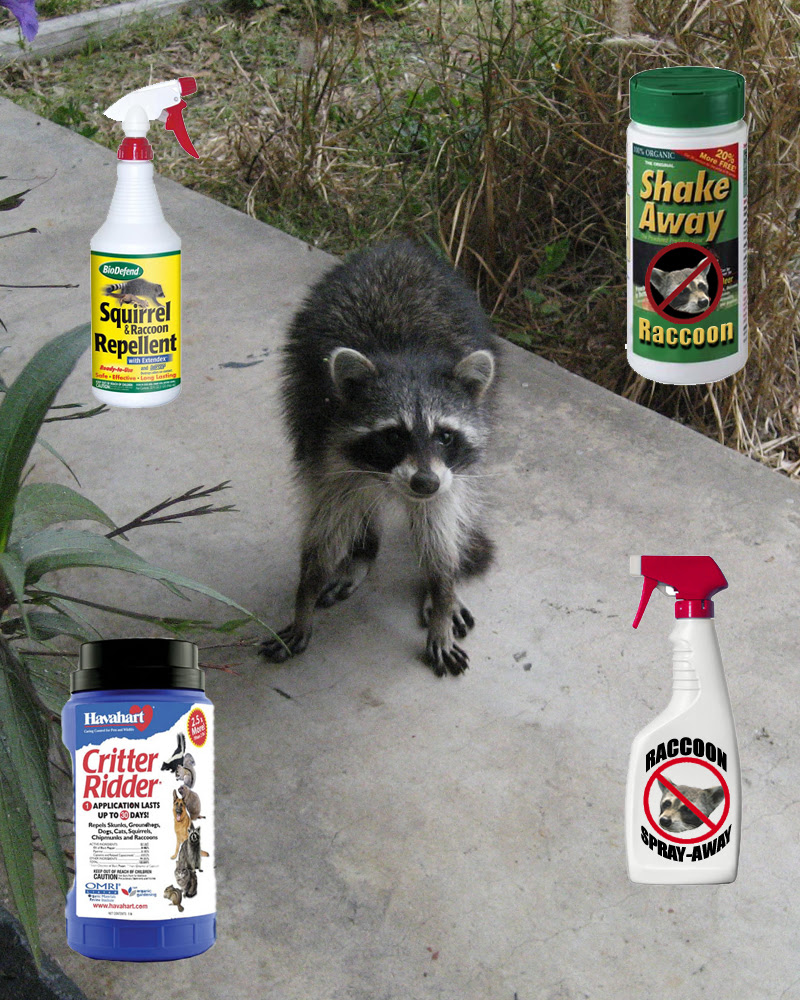 This is because the claws of raccoons are ideal for catching and killing in fact, almost always raccoons do not eat the rats and mice where they killed them. Raccoon Repellent What Deterrent Works