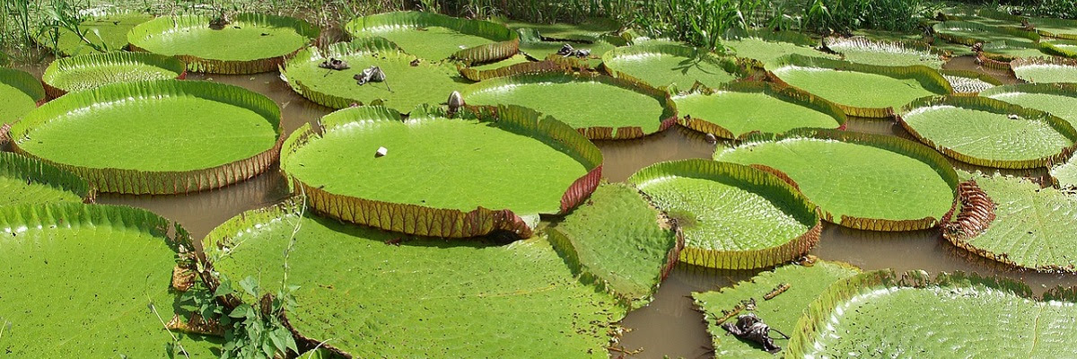 17_09_amazonia_foto_needpix.jpg