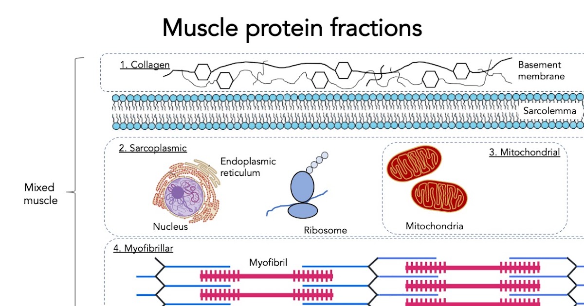 Student Exploration Rna And Protein Synthesis Gizmo Answer ...