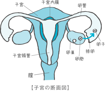 無料ダウンロード 断面図 子宮