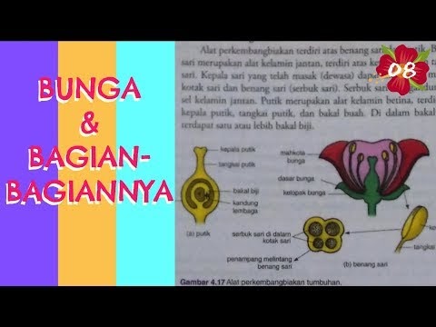 27 Gambar  Bunga  Dan  Bagian  Bagiannya  Galeri Bunga  HD