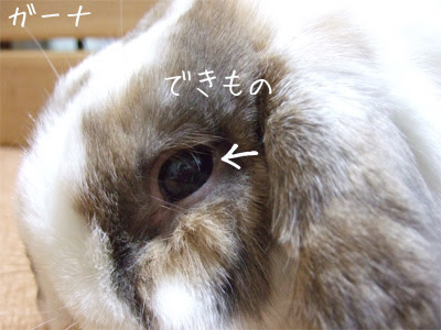 ユニークうさぎ 目 最高の動物画像