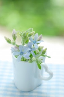 トップ100花 待ち受け 青 美しい花の画像