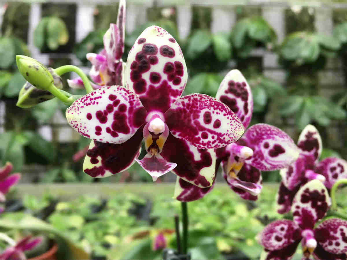 American orchid society guide to orchids and their culture. Shining Orchids Co Ltd Orchid Phalaenopsis