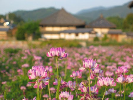 これまでで最高の日向 に 咲く 花 すべての美しい花の画像