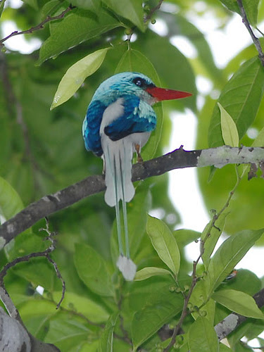 райские птицы, птицы новой гвинеи и австралии, Paradisaeidae, Bird of Paradis