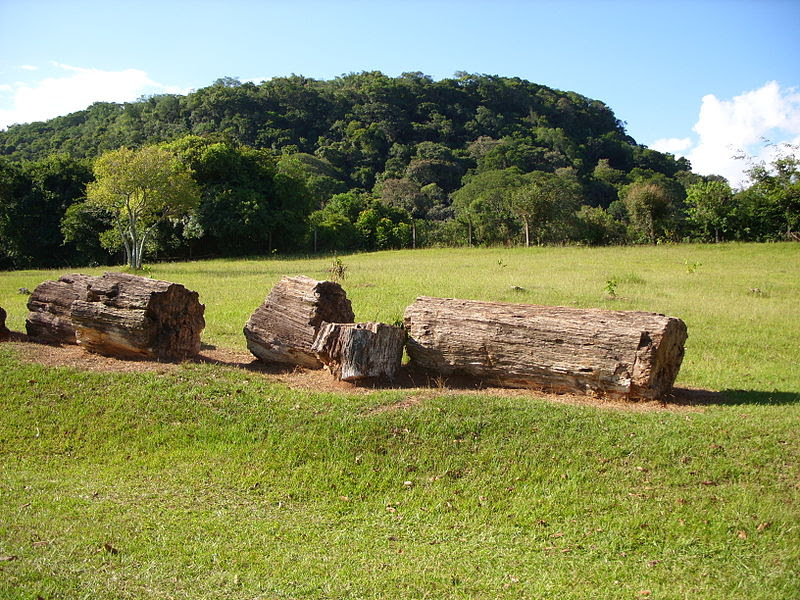 File:Parque paleobotânico de Mata..JPG