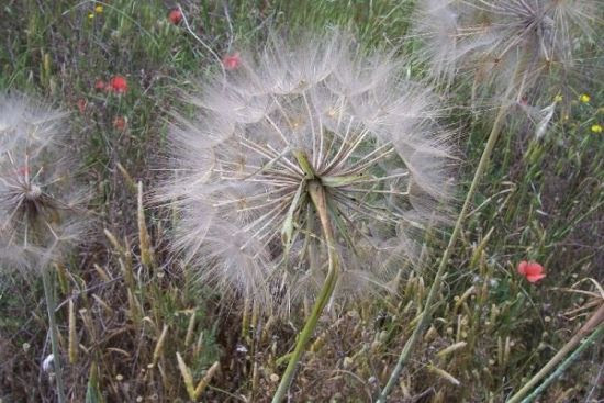 Tragopogon porrifolius L.