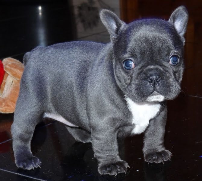 Search for dogs for adoption at shelters near gainesville, fl. Fantastic Blue French Bulldog Pups Text Us At 503 X 832 X 0410 Gainesville Fl For Sale Gainesville Pets Dogs