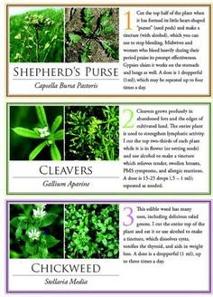 List Of Medicinal Herbs And Their Uses | herbalism medicine on {keyword}
