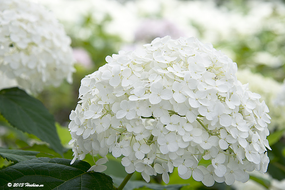 これまでで最高の白い 紫陽花 名前 最高の花の画像