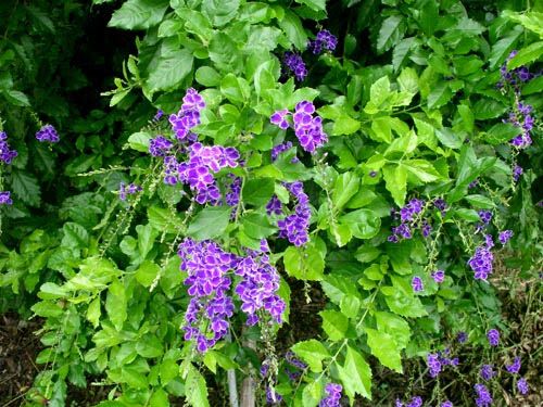 上花の名前 紫 最高の花の画像