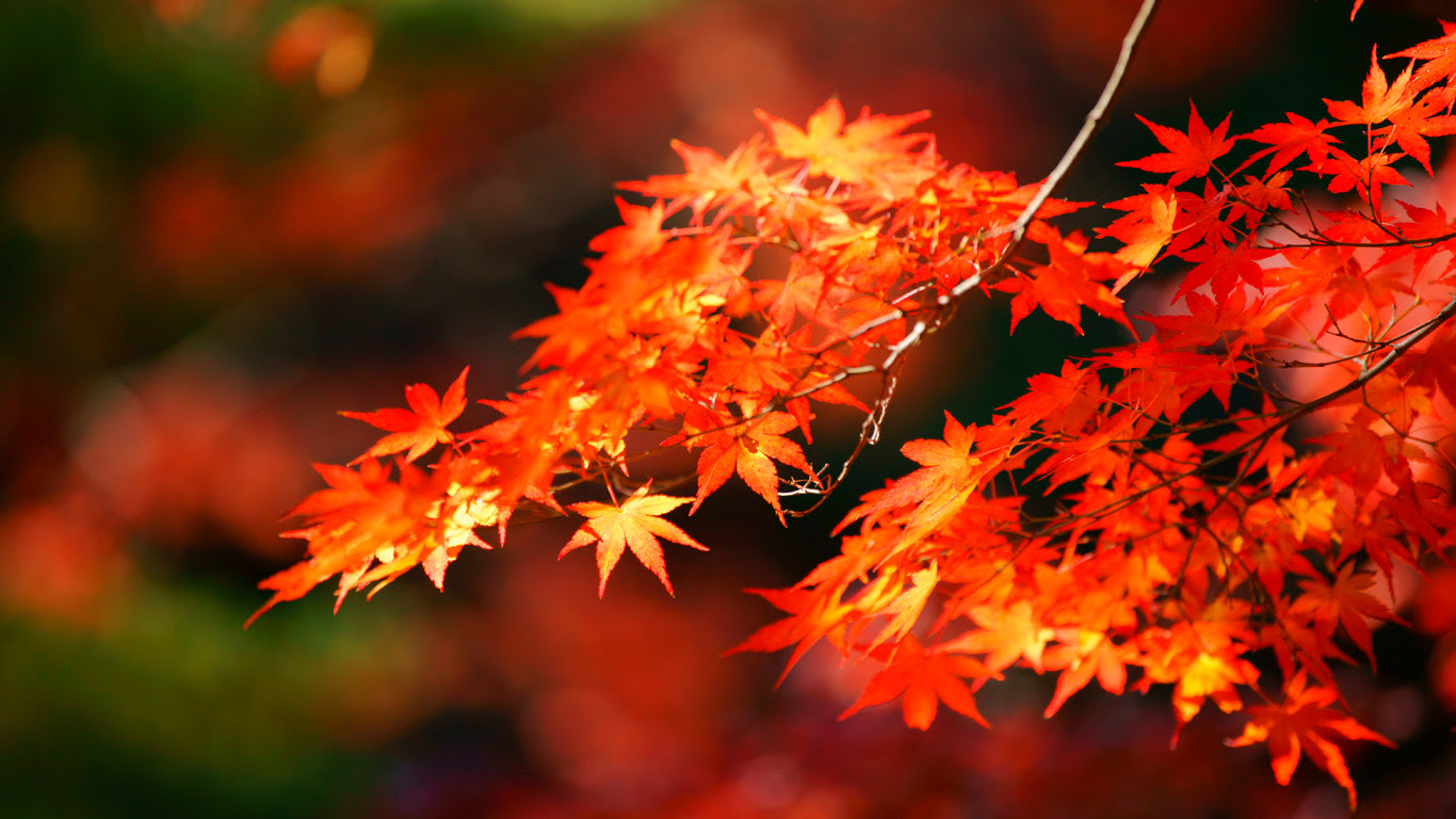 すべての美しい花の画像 最高の紅葉 壁紙 高画質