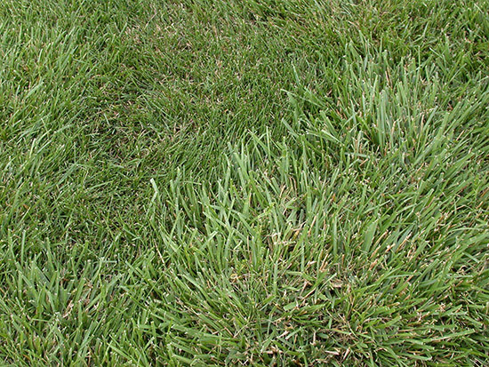 On the other hand, crabgrass is a similarly infamous grass weed among gardeners as it can also, adequately cut tall grasses with your lawn mower. Home Yard Garden Newsletter At The University Of Illinois