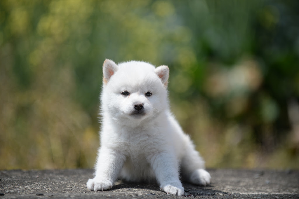 心に強く訴える柴犬 壁紙 柴犬 高 画質 最高の花の画像