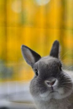 "Bunny Practices His Photobombing Skills," photo © by Nina Kemives (life-pixels @ tumblr.com), featuring her Netherland Dwarf rabbit, Charlie.