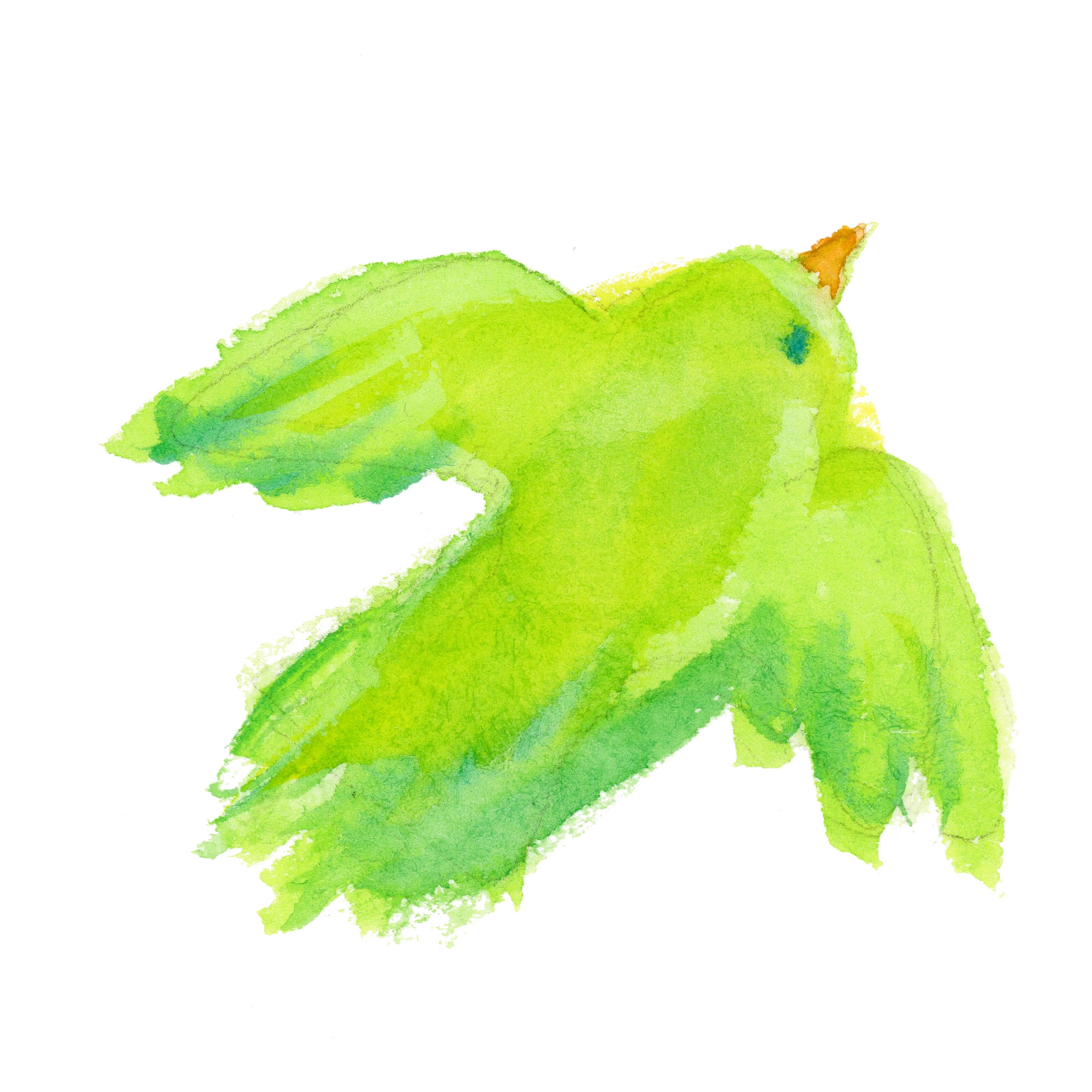 最高のイラスト画像 綺麗な鳥 イラスト フリー素材