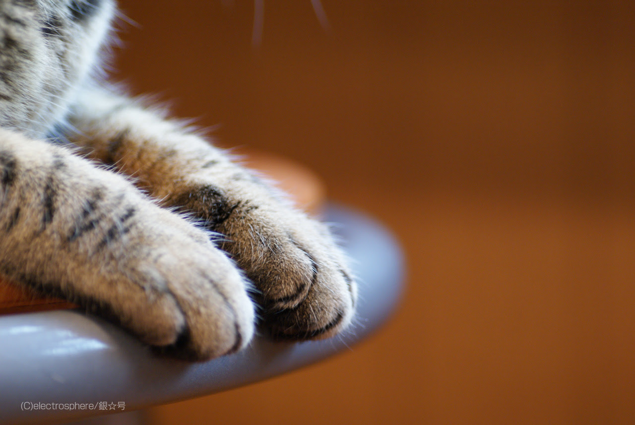 トップレート 猫 壁紙 フリー Jpbestwallpaper