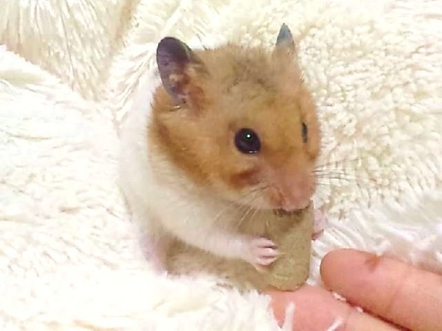 ハムスター 可愛い画像 かわいい最高の画像