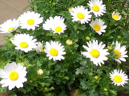 すべての美しい花の画像 Hd限定ノース ポール スノー ボール 花