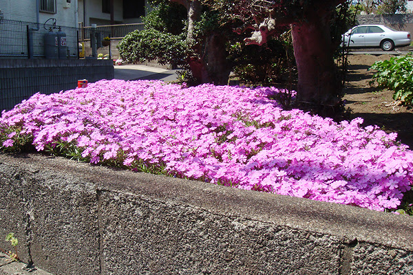 100 Epic Bestグランドカバー 花 常緑 すべての美しい花の画像