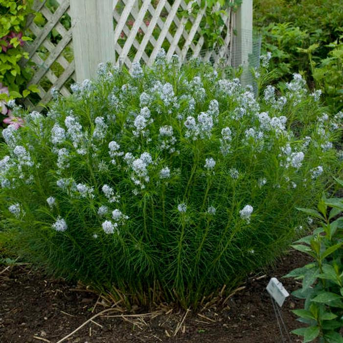 Maybe you would like to learn more about one of these? Arkansas Blue Star Buy Online Best Prices