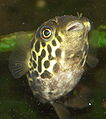 Its species were generally included in the genus tetraodon until 2013. Ceylon Puffer Dichotomyctere Fluviatilis The Free Freshwater And Saltwater Aquarium Encyclopedia Anyone Can Edit The Aquarium Wiki
