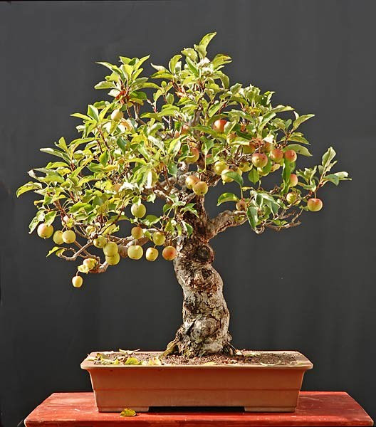 cây bonsai