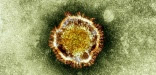 Coronavirus Mers