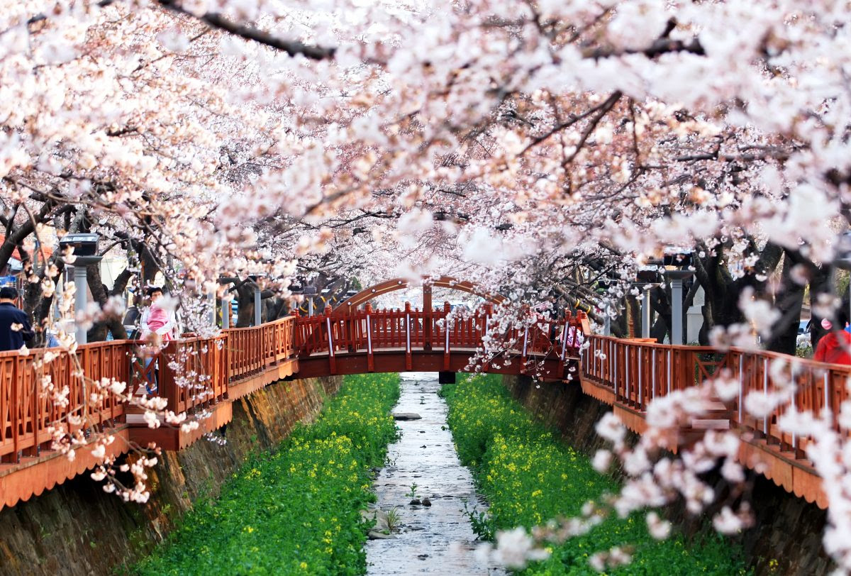 Wow 27 Wallpaper Bunga  Sakura  Di  Korea  Gambar  Bunga  HD