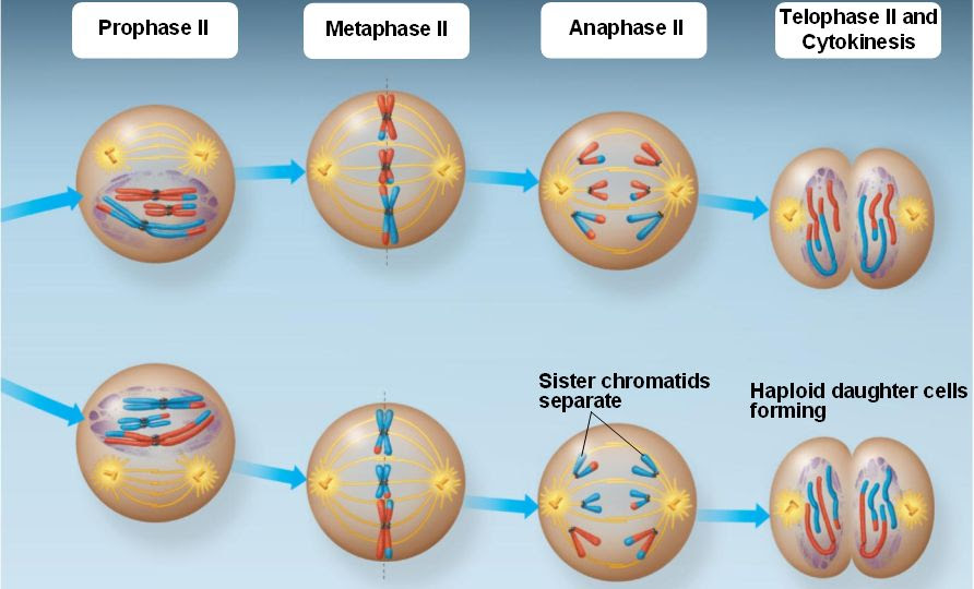 Cells whose function is determined, known specialized cell, do no undergo mitosis. Risanceco Animal Cell Undergoing Mitosis