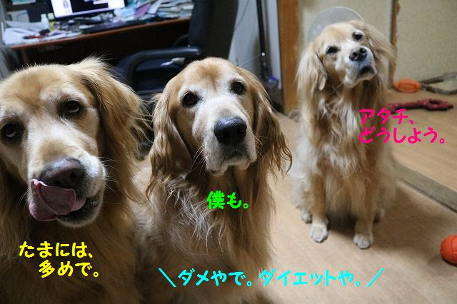 心に強く訴える ゴールデンレトリバー 可愛い 最高のアニメギャラリー