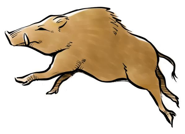 最新のhdかっこいい リアル イノシシ イラスト ただのディズニー画像