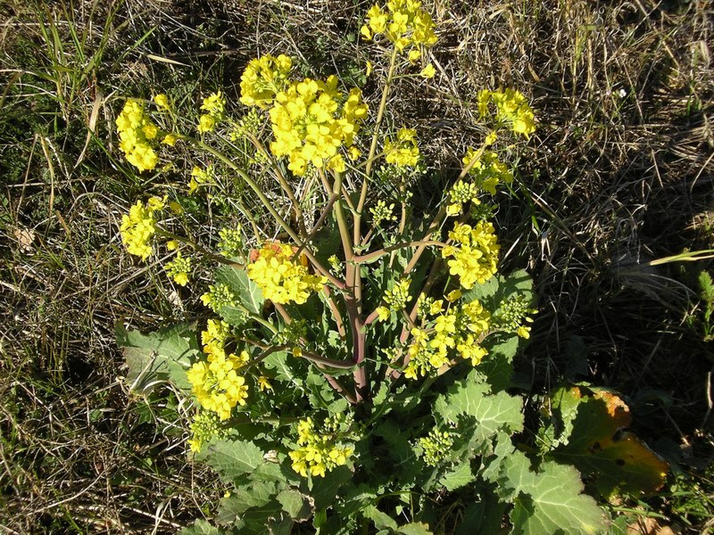 Colora le coste mediterranee di fiori giallo/verdi unici in natura, d'estate si trasforma in un intreccio di rami spogli, rosso brunastri. Crucifera A Fiori Gialli Da Identificare Natura Mediterraneo Forum Naturalistico