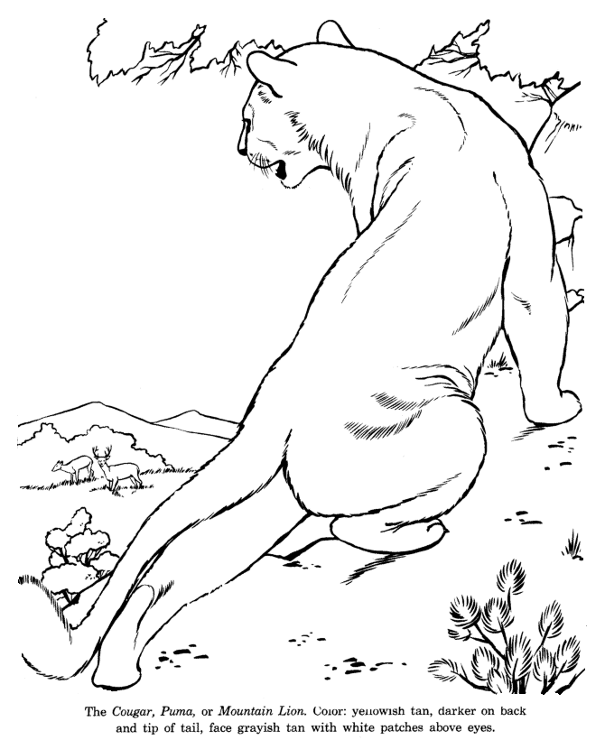 Select from 35450 printable crafts of cartoons, nature, animals, bible and many more. Animal Drawings Coloring Pages Cougar Animal Identification Drawing And Coloring Pages Honkingdonkey