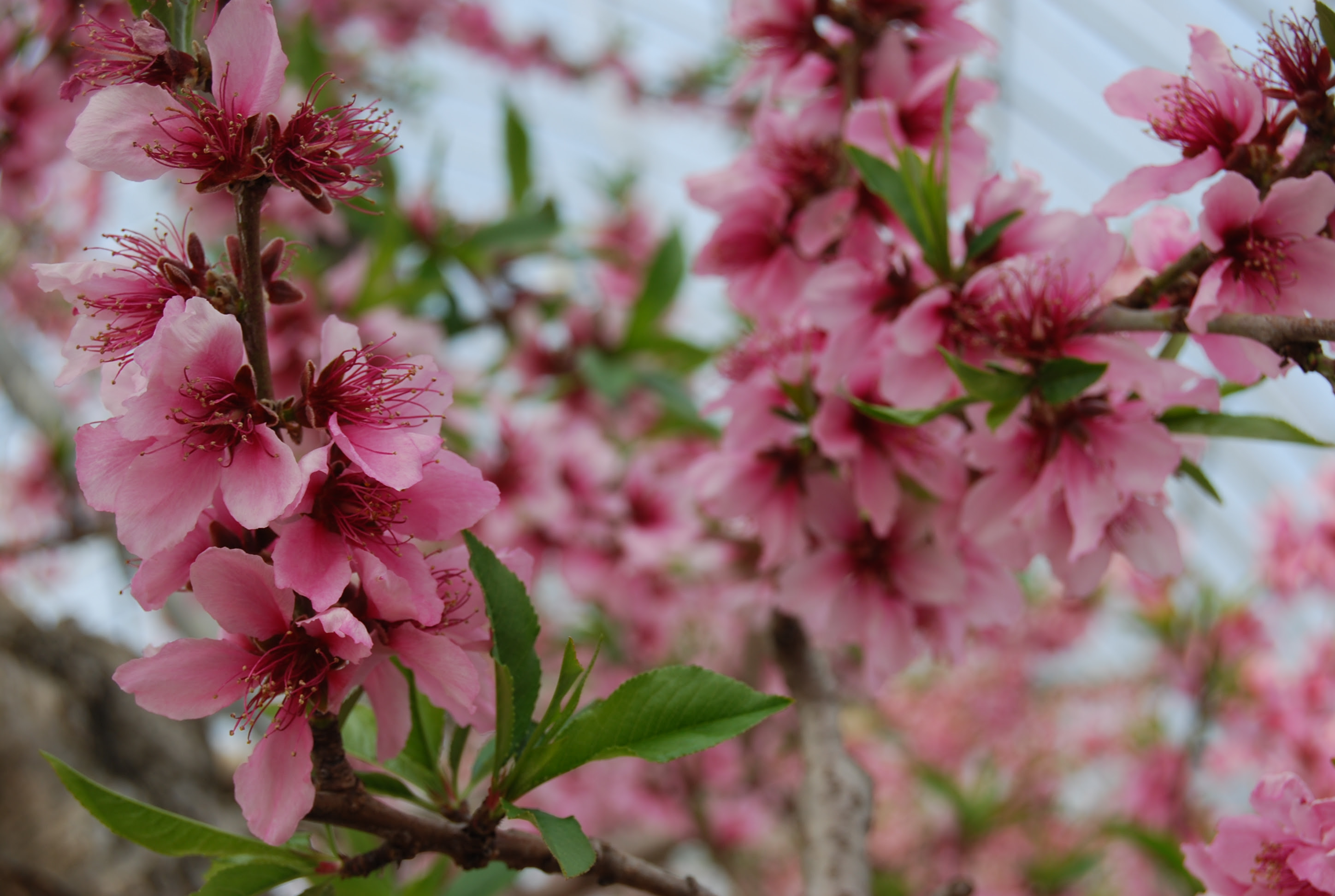 すべての花の画像 上スモモ 花 ピンク