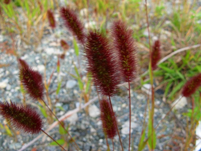 ユニーク猫じゃらし 花 すべての美しい花の画像