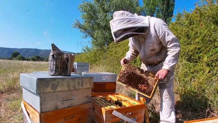 Sécheresse : la production de miel menacée par les fortes chaleurs