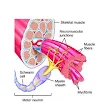 Motor neuron: World University's open monthly business meeting on Saturday, April 8, 2017